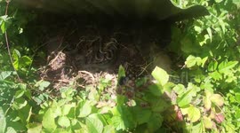 UK Wildlife enthusiasts Turn Over Sheet Metal To Discover A Treasure Trove Of Snakes