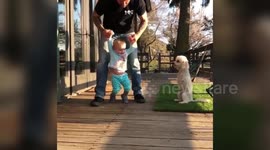 Adorable two-legged miniature poodle who hops around like a kangaroo