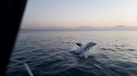 Cape fur seal escapes huge jaws of breaching shark in incredible close encounter off South Africa coast