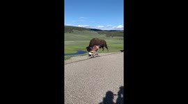 Tourists shocked as massive bison approaches them in Yellowstone National Park