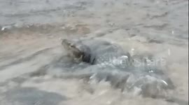 Little boy helps free monitor lizard with head trapped in flooded rain