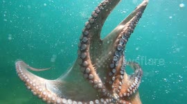 Wild octopus swimming underwater releases a cloud of black ink and escape from diver