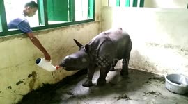 Rescued baby rhino separated from its mother finally drinks milk for the first time in India