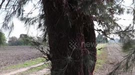 Terrifying locust plague hits northern Argentina