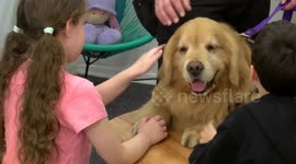 Titan the dog in Argentina helps children and adolescents during trials