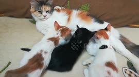Golden Triplets Relax For Lunch Breastfeeding