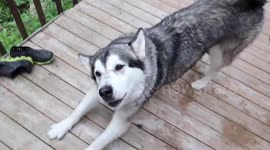 Hungry husky is impatient for its dinner of steak and eggs