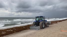 Thick carpet of 'smelly' seaweed washes up on Florida beach