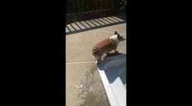 This is the Corgi shake