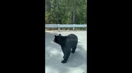 Bear approaching our vehicle at a Parking lot in Jasper national park.