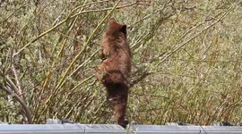 Black Bear cub chewing leaves from a tree  at a Parking lot in Jasper national park under mama bear's supervision