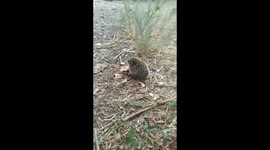 Hedgehog baby eating the bread.
