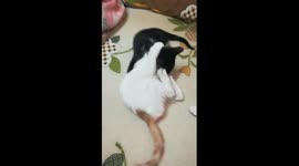 Brother And Sister Reaction In Moewing Fight