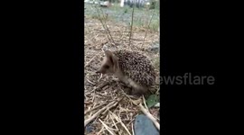 Sweet hedgehog baby came from the forest to find something to eat
