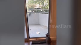 Hilarious video shows territorial kitty scaring off squirrel