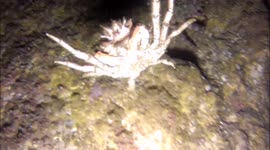 Spooky alien-like spider crabs filmed by diver off Cornwall coast