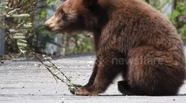 Black bear cub eating leaves at a parking lot in Jasper National park.