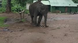 Safari elephant enjoys mud bath, cools off in southern India's Karnataka