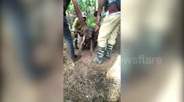 Daring drain pipe rescue gets one-day-old elephant calf reunited with mother in southern India