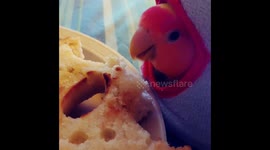 Bird says MY breakfast is