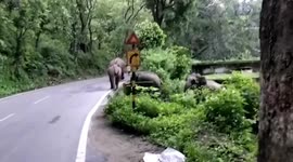 Elephant herd stops traffic after wandering onto highway in northern India