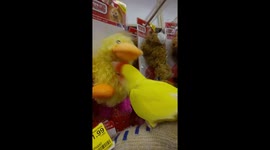 Sparks the Lovebird takes on an imposter