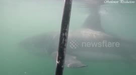 Ahead of Shark Week, this South African diver has a powerful message about sharks