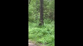 Bears at Cades cove
