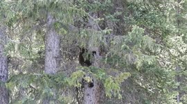 Black Bear cub climbing down a tree