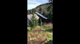 Llamas arriving at Mt Leconte lodge.