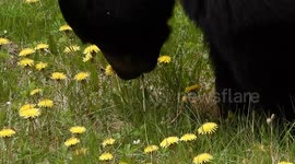 Black bear eating dandelions at Jasper national park, Alberta in early summer,