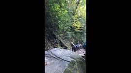 Llamas at Grotto falls
