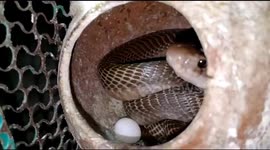 Rescuer in India retrieves birds from cage which cobra had infiltrated