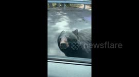 Black bear approaches car in parking lot in Jasper National Park in Canada