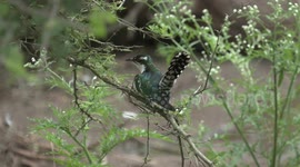 Spectacular male Cuckoos competing near nesting bird colony