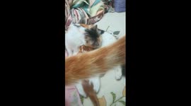 Mummy Bath Her Coccoo Kitty During Relaxed Breastfeeding