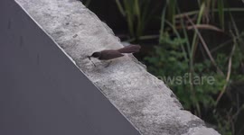 A fly catcher bird catches and beats to death a dragonfly on my back wall.