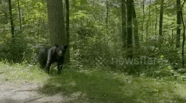 Family greeted by bear while driving around mountains in Tennessee