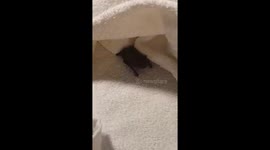 Bat rescue 1