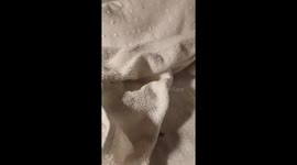 Bat rescue 4