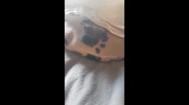 Bat rescue 5