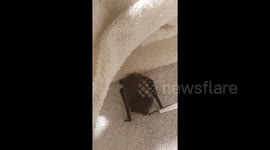 UK zoology student nurses baby bat found in a garden back to health