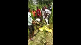 15 feet long  python caught by villagers