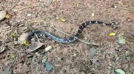 Rare bridle snake species spotted for first time in southern India's Karnataka