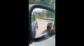 Black bear approaching our vehicle while parked at a parking lot in Jasper.