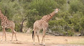 The oxpeckers, eats ticks and parasites off the giraffe. Taken at Kruger National park in 2018