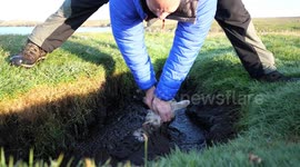 UK man rescues helpless lamb stuck in muddy bog