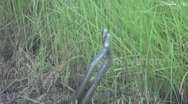 Snakes seen 'dancing' during fight over female in India