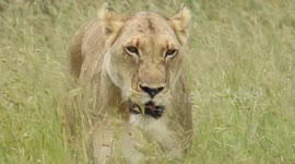 Lion walking  At Kruger park, South Africa.