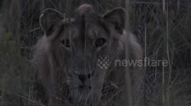 Lion stare at our safari jeep was a little unnerving knowing there was only around 3 metre of space between us.